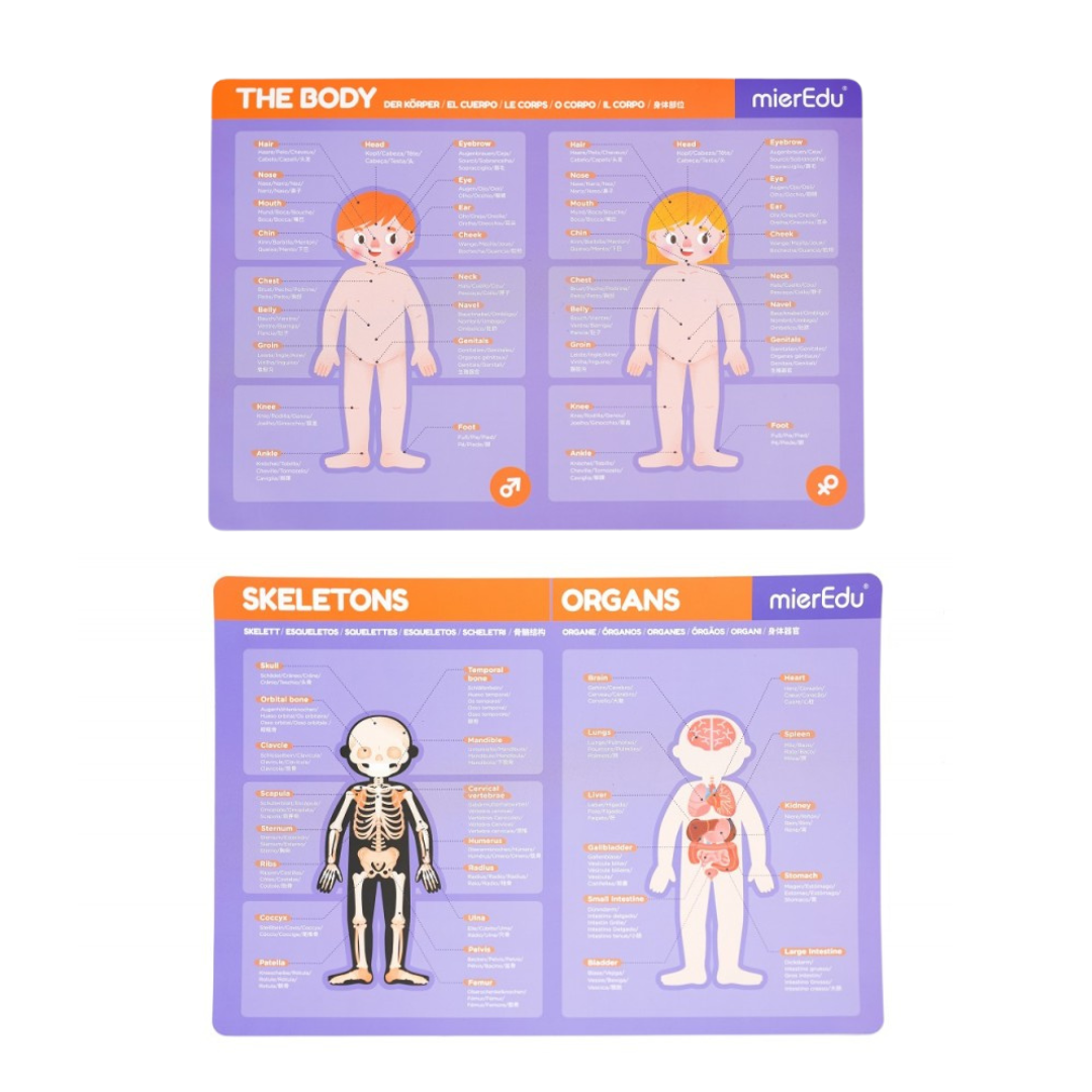 Magnetic Pad - Corpo Humano